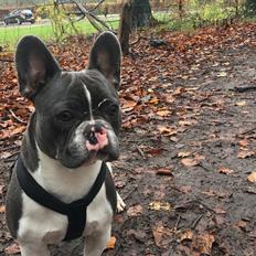 Fransk bulldog Bobbi