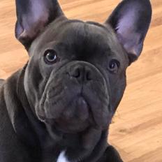 Fransk bulldog Piilou