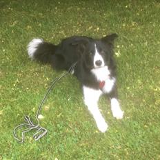 Border collie Staunsbjergs Dixie