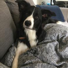 Border collie Staunsbjergs Dixie