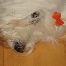 Coton de tulear Sisses Cindy