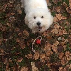 Coton de tulear Sisses Cindy