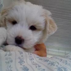 Coton de tulear Aura Antonia