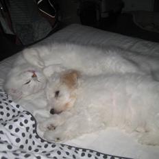 Coton de tulear Aura Antonia