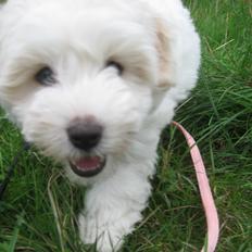 Coton de tulear Aura Antonia