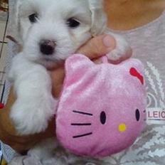 Coton de tulear Aphrodite "Dicte"