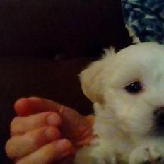 Coton de tulear Aphrodite "Dicte"