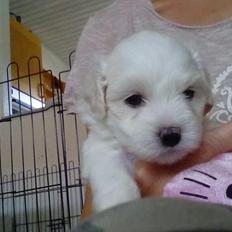 Coton de tulear Aphrodite "Dicte"