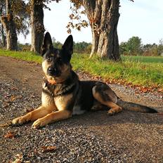 Schæferhund Juice 17/2-2011 - 7/9-2021