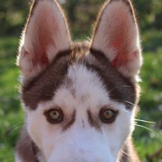 Siberian husky Parco