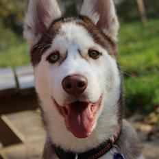 Siberian husky Parco