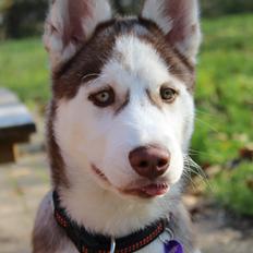 Siberian husky Parco