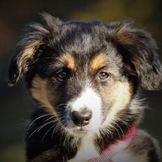 Border collie BeCool 