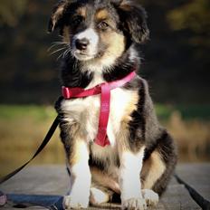 Border collie BeCool