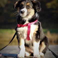 Border collie BeCool 