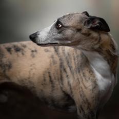 Whippet Sharqiyas Oops! I did it again | Pablo