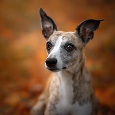 Whippet Sharqiyas Oops! I did it again | Pablo