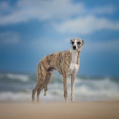 Whippet Sharqiyas Oops! I did it again | Pablo