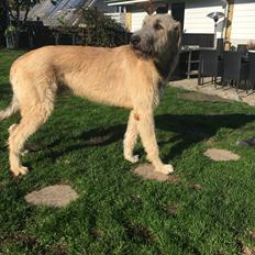 Irsk ulvehund Clonakilty av Black Glacier aka “Marvin” R.I.P.