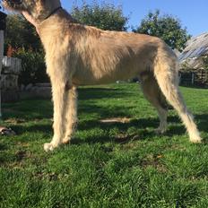 Irsk ulvehund Clonakilty av Black Glacier aka “Marvin” R.I.P.