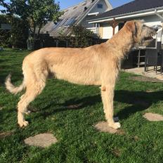 Irsk ulvehund Clonakilty av Black Glacier aka “Marvin” R.I.P.