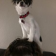 Chihuahua Trolle