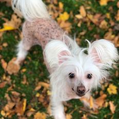 Chinese crested hårløs Silas