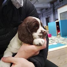 Field Trial Springer Spaniel Taco