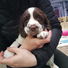 Field Trial Springer Spaniel Taco