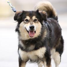 Blanding af racer Tiki (Himmel hund) for altid savnet 