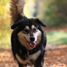 Blanding af racer Tiki (Himmel hund) for altid savnet 