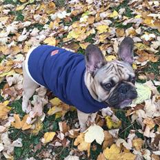 Fransk bulldog Bobbo