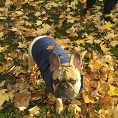 Fransk bulldog Bobbo