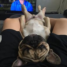 Fransk bulldog Bobbo