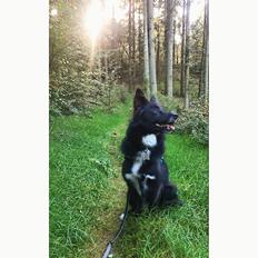 Blanding af racer Marley