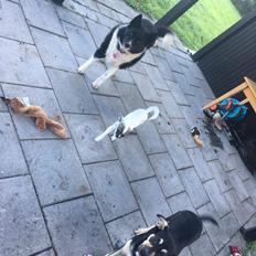 Karelsk bjørnehund Fie