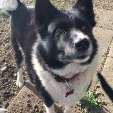 Karelsk bjørnehund Fie