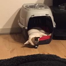 Blanding af racer Liva