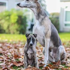 Whippet Tanalorn Phelan of the New Panther