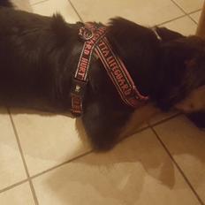 Blanding af racer Ayo