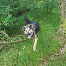 Blanding af racer Ayo