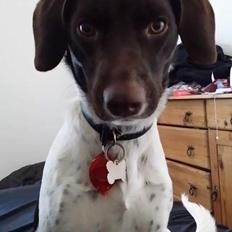 Blanding af racer Sheila