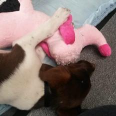 Blanding af racer Sheila