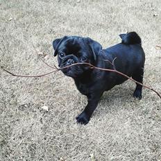 Mops Perrospequeno | Lobbe