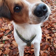 Kromfohrländer Ecco