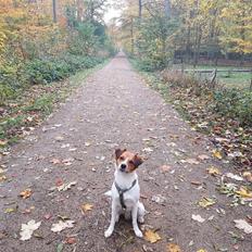 Kromfohrländer Ecco