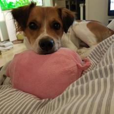 Kromfohrländer Ecco