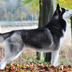 Siberian husky Mesmocan Lightning Ridge (Iza)