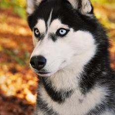 Siberian husky Mesmocan Lightning Ridge (Iza)