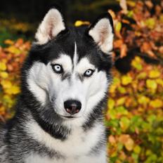 Siberian husky Mesmocan Lightning Ridge (Iza)